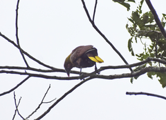 Psarocolius bifasciatus