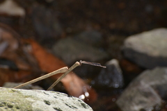 Indolestes cheesmanae