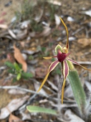 Caladenia longiclavata