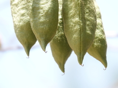 Brachychiton megaphyllus