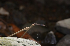 Indolestes cheesmanae