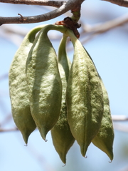 Brachychiton megaphyllus