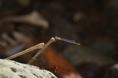 Indolestes cheesmanae