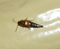 Tachyporus jocosus