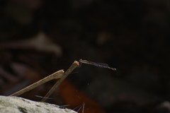 Indolestes cheesmanae