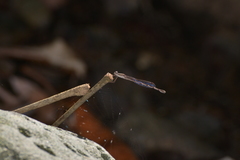 Indolestes cheesmanae