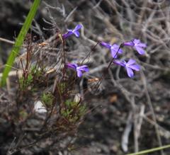 Lobelia chamaepitys