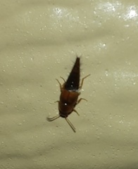 Tachyporus jocosus