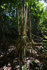 Crossostylis grandiflora