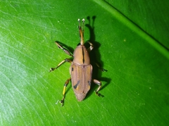 Metaprodioctes formosanus