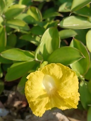 Monocostus uniflorus