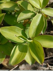 Monocostus uniflorus