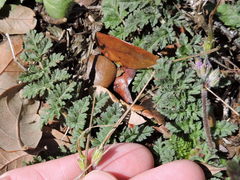 Erodium cicutarium