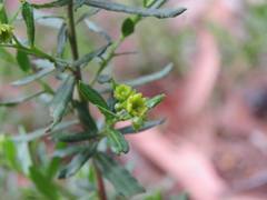 Dodonaea camfieldii