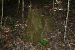 Arillastrum gummiferum