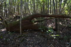 Arillastrum gummiferum