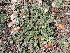 Erodium cicutarium