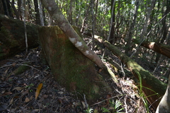 Arillastrum gummiferum