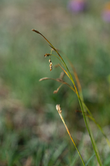 Carex ledebouriana