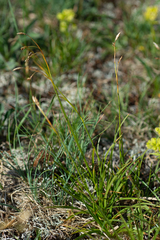 Carex ledebouriana
