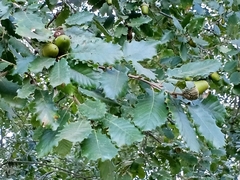 Quercus × cerrioides