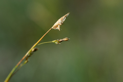 Carex ledebouriana