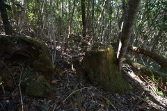 Arillastrum gummiferum