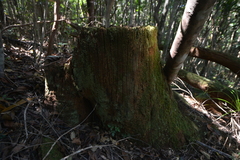 Arillastrum gummiferum