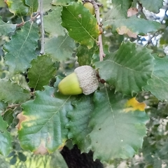 Quercus × cerrioides