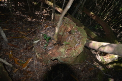 Arillastrum gummiferum