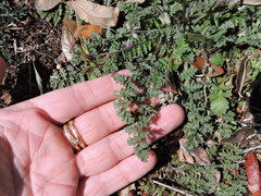Erodium cicutarium