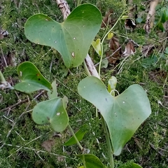 Smilax aspera