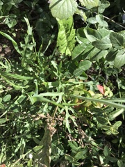 Diplotaxis tenuifolia