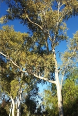 Eucalyptus coolabah
