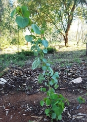 Gossypium sturtianum