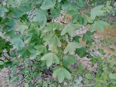 Acer monspessulanum