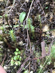 Polytrichadelphus magellanicus