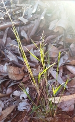 Eragrostis setifolia