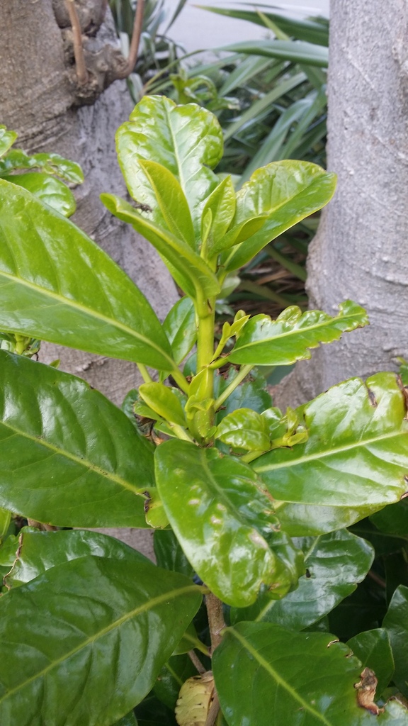 Karaka gall mite