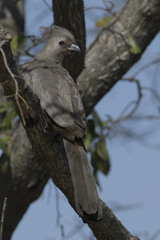 Corythaixoides concolor concolor