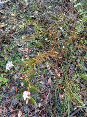 Crowea angustifolia