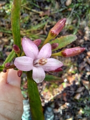 Crowea angustifolia