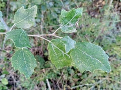 Populus alba