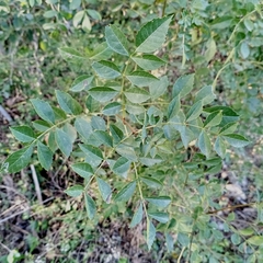 Fraxinus angustifolia