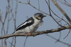 Prionops plumatus poliocephalus