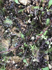 Polytrichadelphus magellanicus