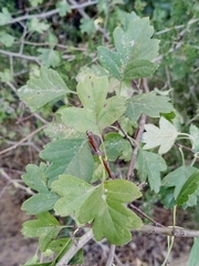 Crataegus monogyna