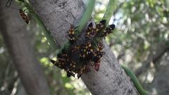 Oncopeltus famelicus