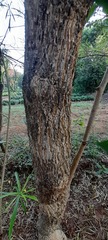 Aegle marmelos