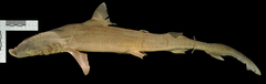 Atlantic Weasel Shark photo 2